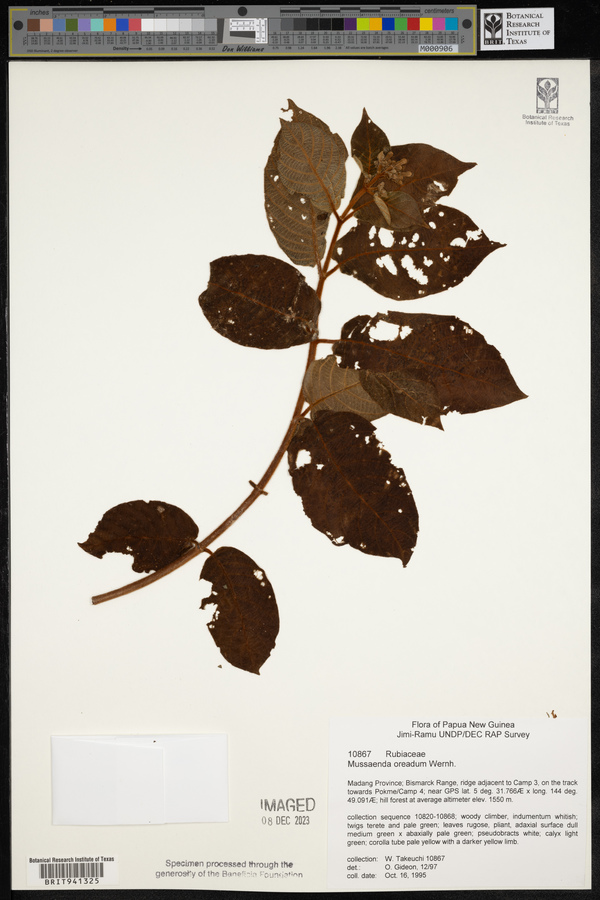 Mussaenda oreadum image