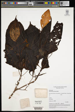 Mussaenda procera image