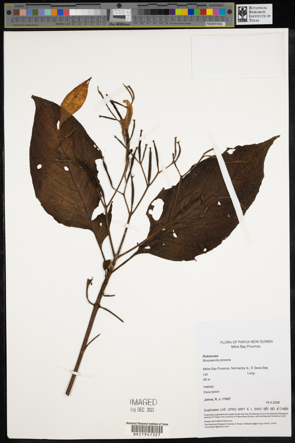 Mussaenda procera image