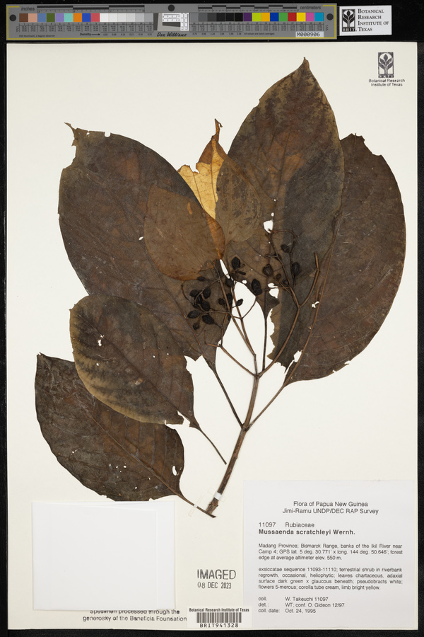 Mussaenda scratchleyi image