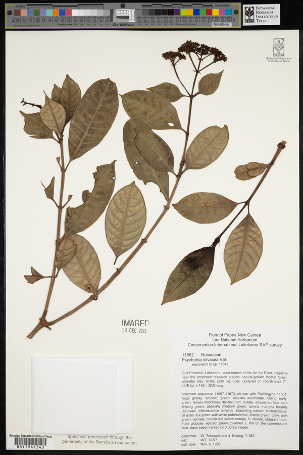 Psychotria olivacea image