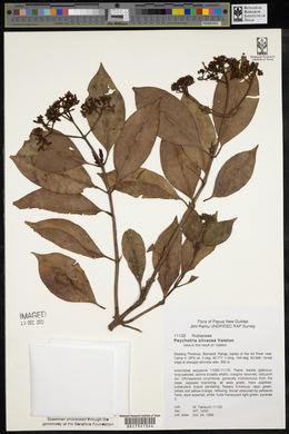 Psychotria olivacea image