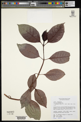 Psychotria olivacea image