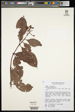 Psychotria olivacea image