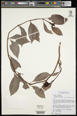 Psychotria olivacea image