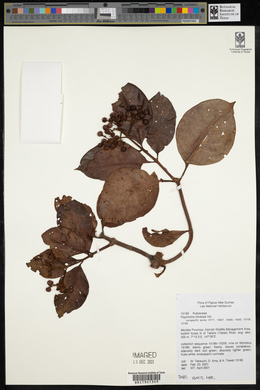Psychotria olivacea image