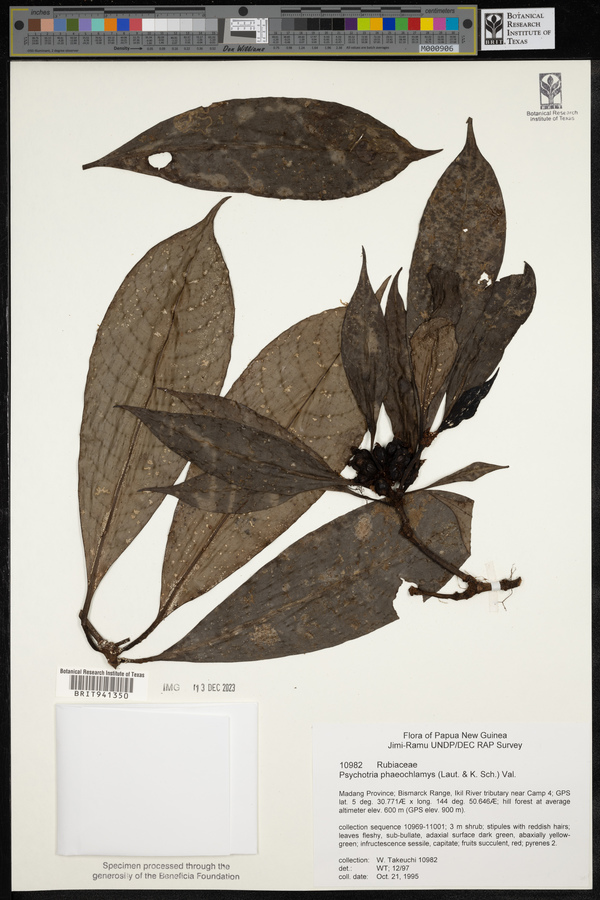 Psychotria phaeochlamys image