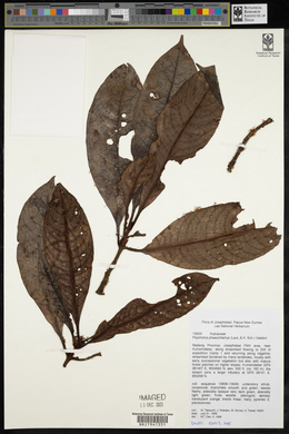 Psychotria phaeochlamys image