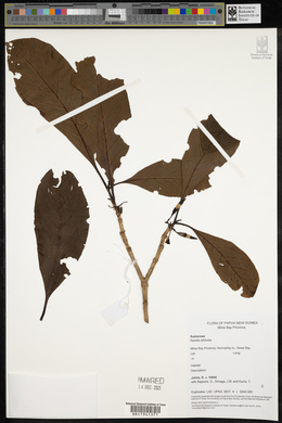 Atractocarpus macarthurii image