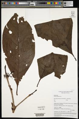 Atractocarpus macarthurii image