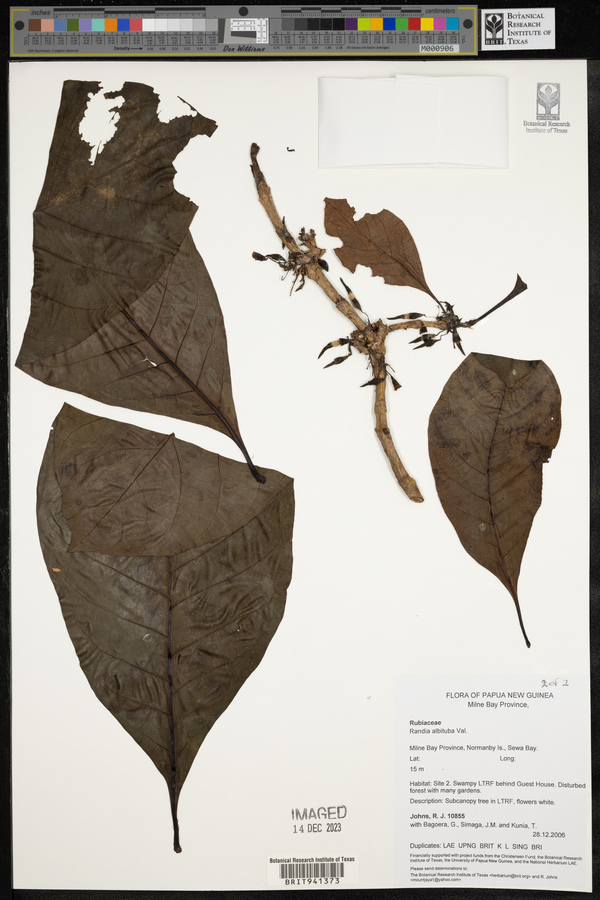 Atractocarpus macarthurii image