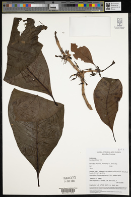 Atractocarpus macarthurii image