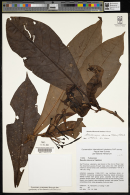 Atractocarpus decorus image