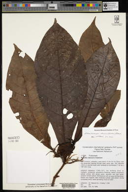 Atractocarpus decorus image