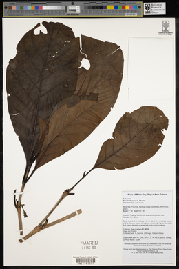 Atractocarpus macarthurii image