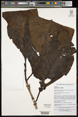 Atractocarpus macarthurii image