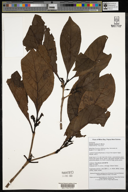 Atractocarpus macarthurii image