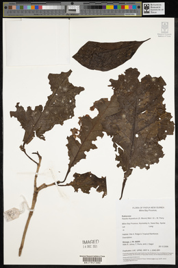 Atractocarpus macarthurii image