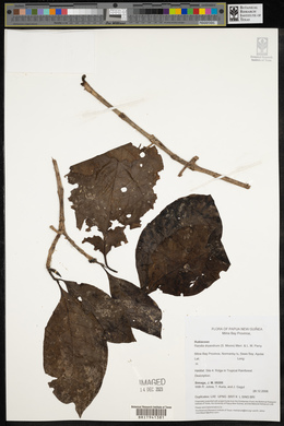 Atractocarpus macarthurii image