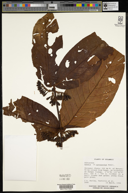 Media resource of Aidia tomentosa