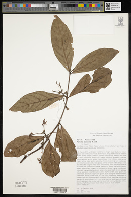 Media resource of Atractocarpus sessilis