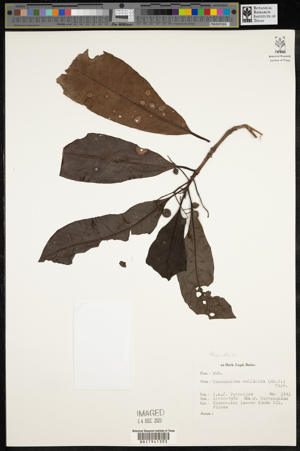 Tarennoidea image