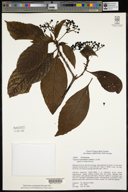 Tarenna barbellata image