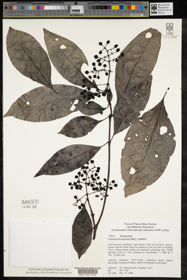 Tarenna sambucina var. buruensis image