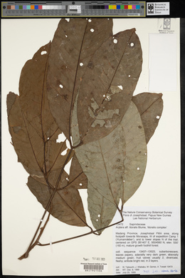 Arytera litoralis image