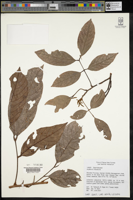 Arytera litoralis image