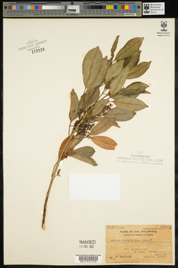 Melicope triphylla image