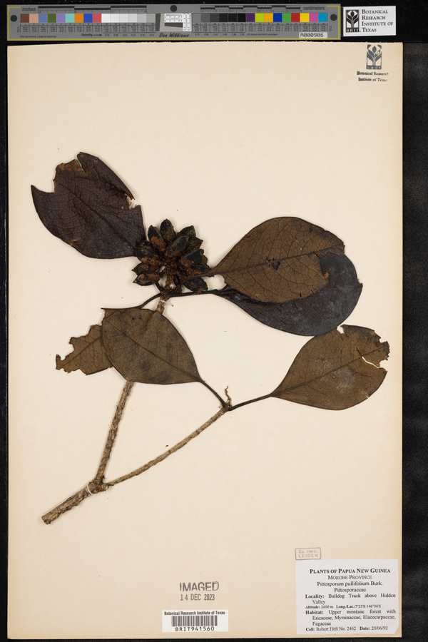 Pittosporum pullifolium image