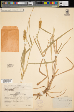 Cenchrus echinatus image