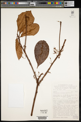 Image of Palaquium calophyllum