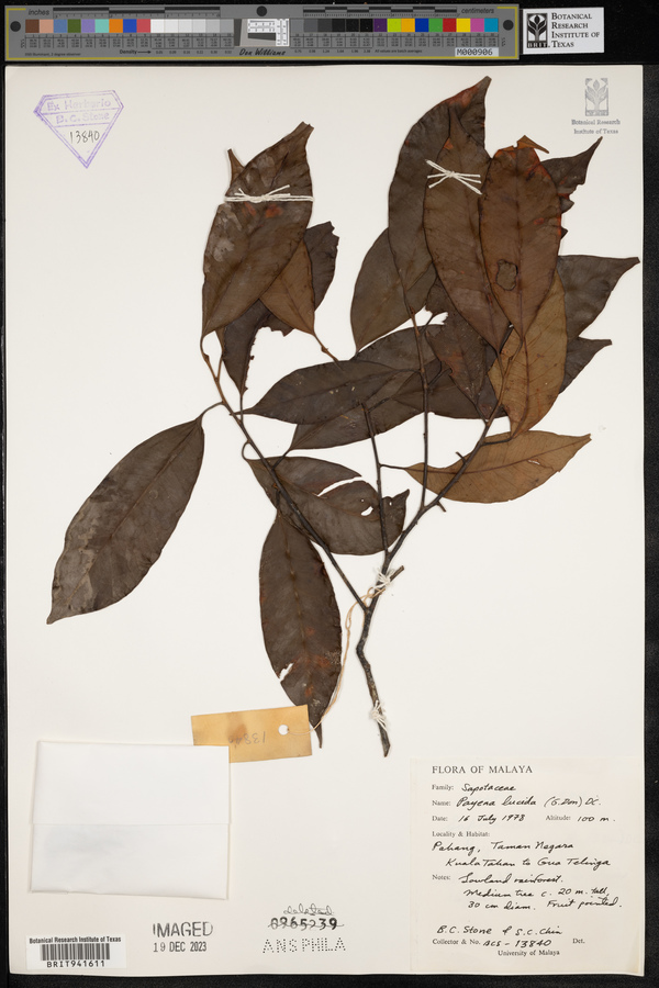 Payena lucida image