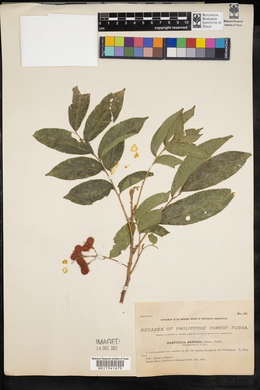 Harpullia arborea image