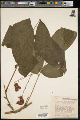 Harpullia arborea image