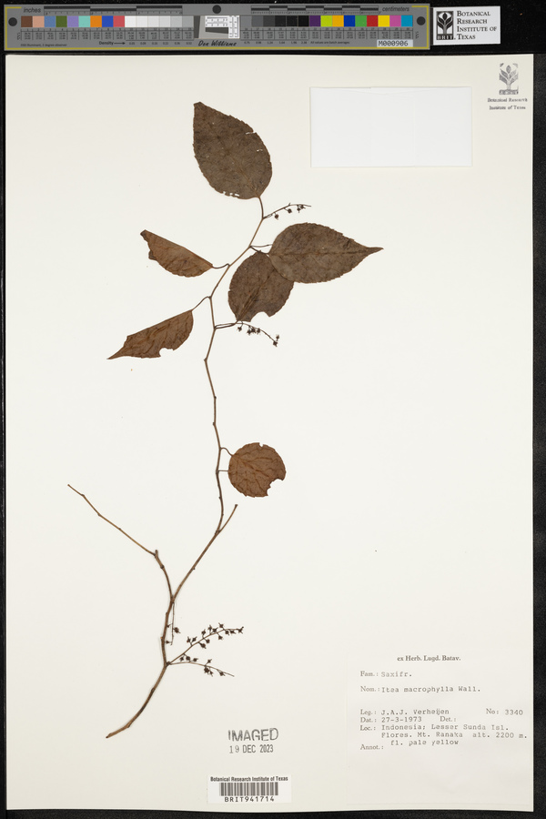 Itea macrophylla image