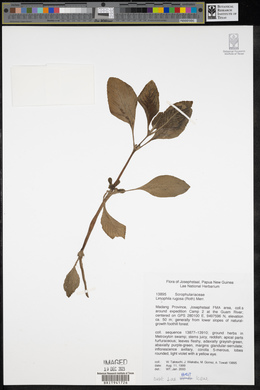 Limnophila rugosa image