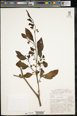 Solanum americanum image