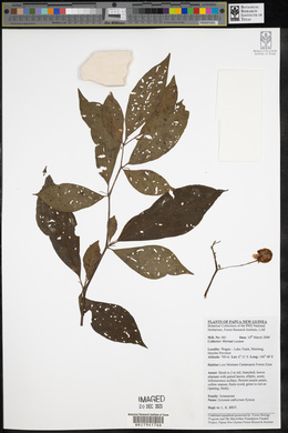 Solanum anfractum image