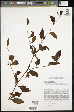 Solanum anfractum image