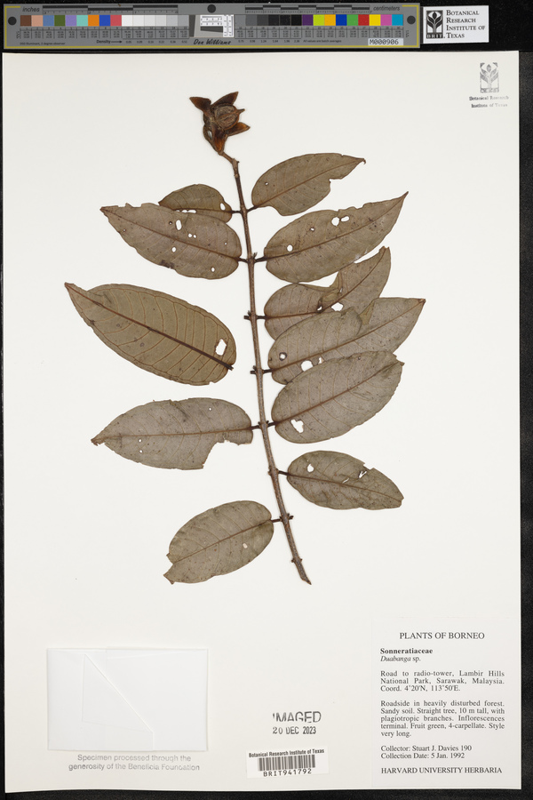 Sonneratiaceae image