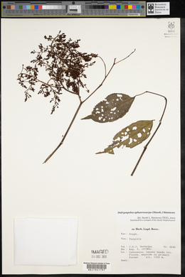 Staphylea sphaerocarpa image