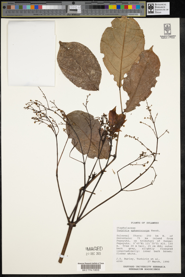 Staphylea sphaerocarpa image
