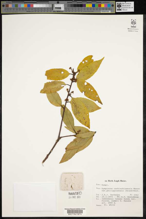 Symplocos cochinchinensis var. philippinensis image