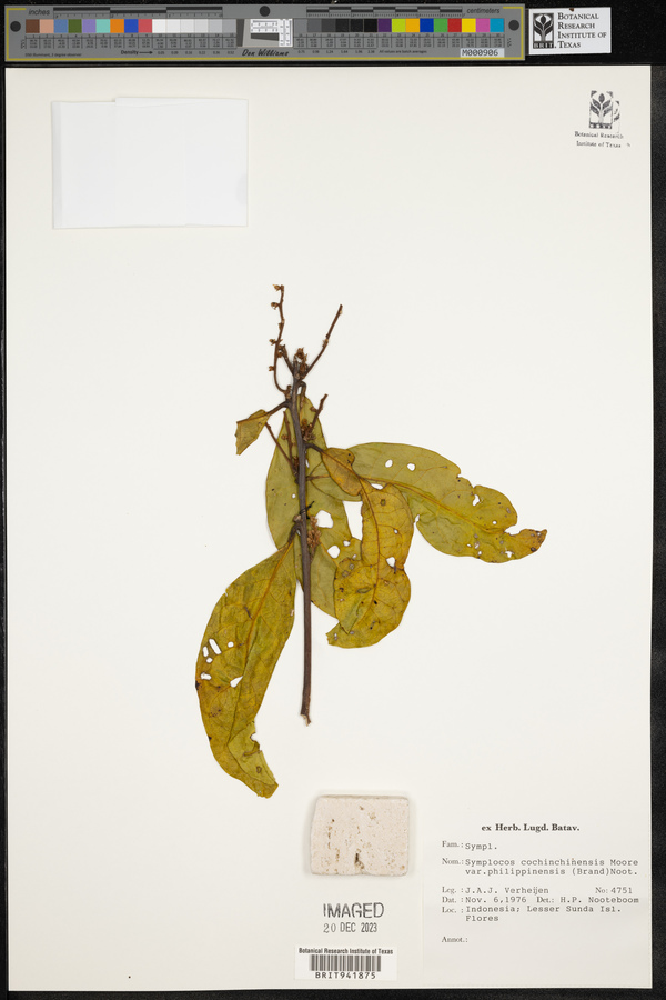 Symplocos cochinchinensis image
