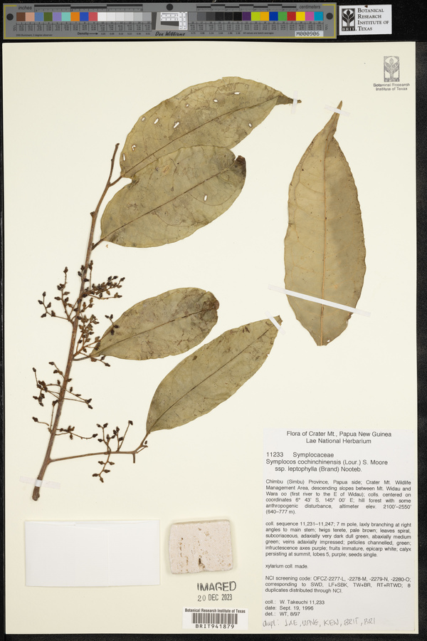 Symplocos leptophylla image
