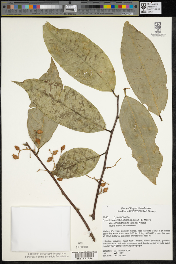 Symplocos schumanniana image