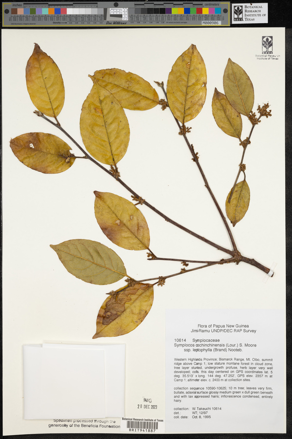 Symplocos leptophylla image